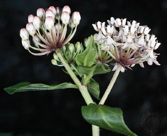 Texas milkweed