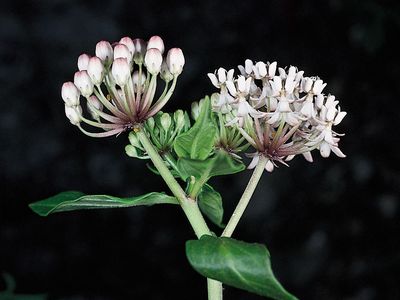 Texas milkweed