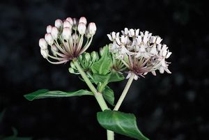 Texas milkweed