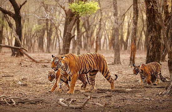 Bengal tiger and cubs