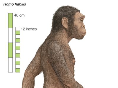 Homo habilis