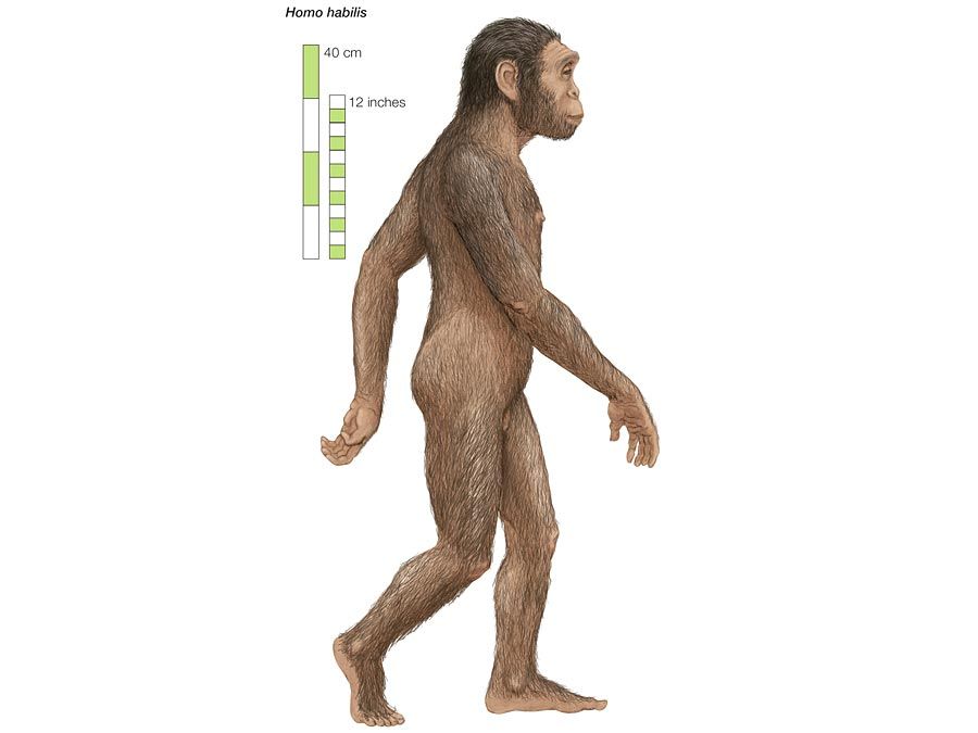 Homo habilis