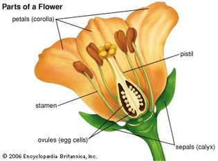 flower anatomy