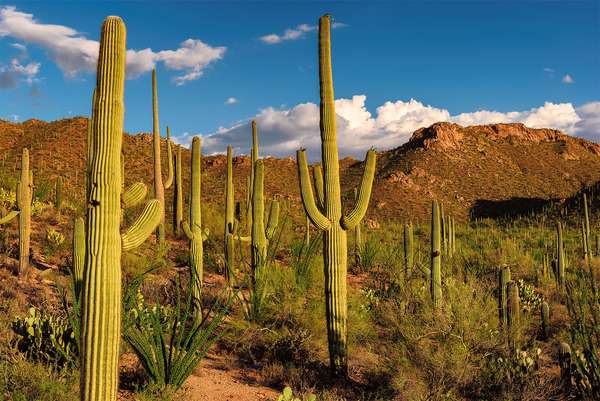 Saguaro cacti dot the Sonoran Desert landscape at Saguaro National Park, Arizona. Formerly Saguaro National Monument cactus