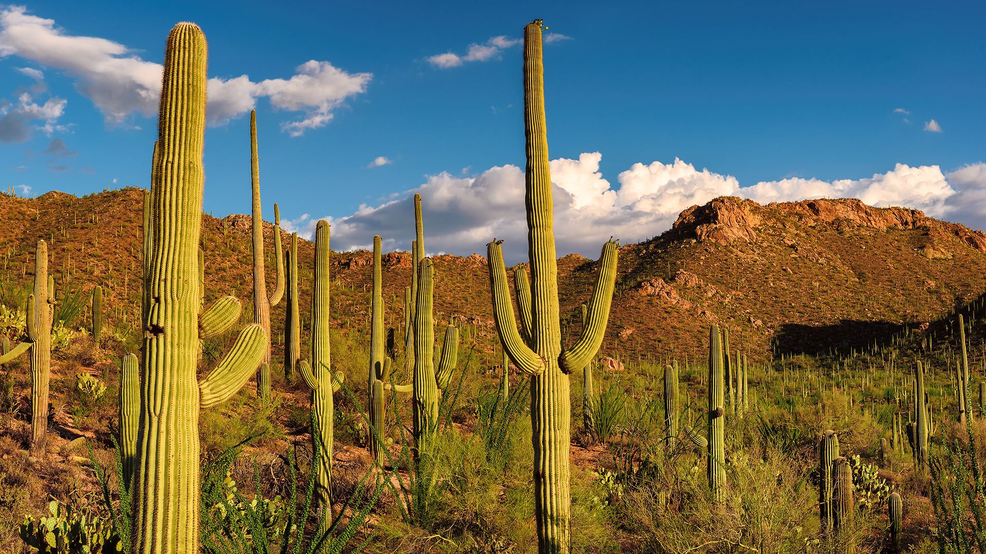 Saguaro National Park