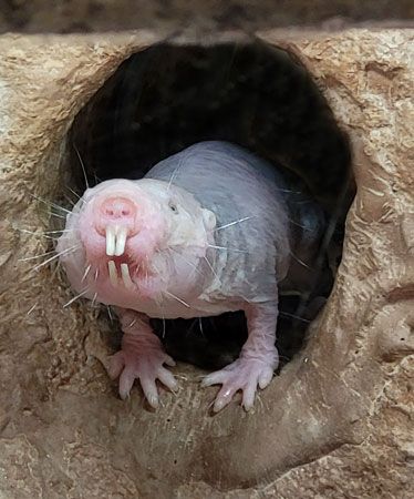 naked mole rat