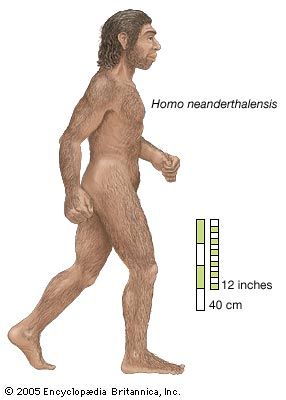 Homo neanderthalensis