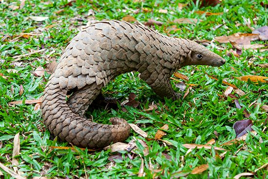 Sunda, or Malayan, pangolin