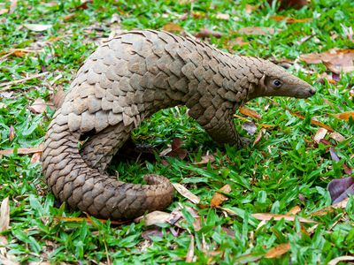 Sunda, or Malayan, pangolin