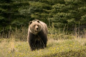 Jasper National Park: grizzly bear