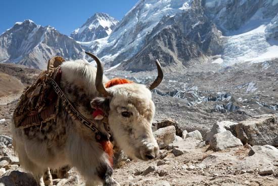 Himalayas: yak