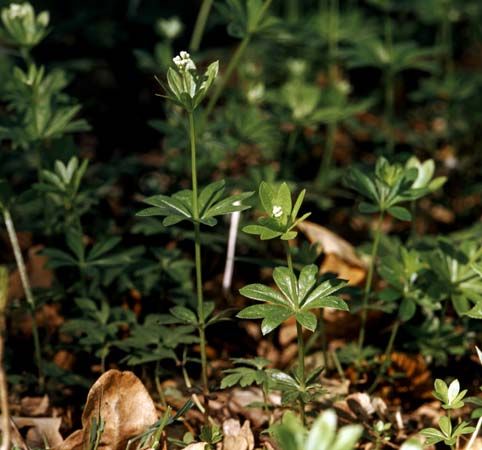 sweet woodruff