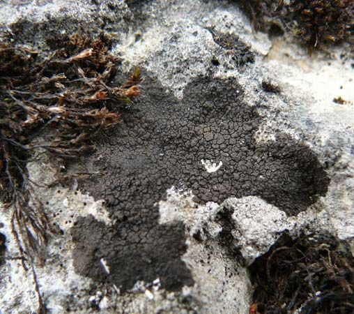 tar lichen