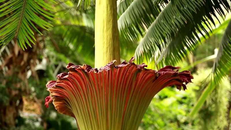 The fascinating life cycle of the titan arum plant