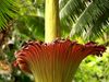 The fascinating life cycle of the titan arum plant