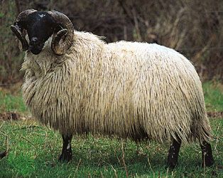 Black-Faced Highland ram.