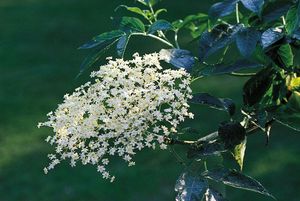 A compound cyme of the elderberry, or European common elder (Sambucus nigra).