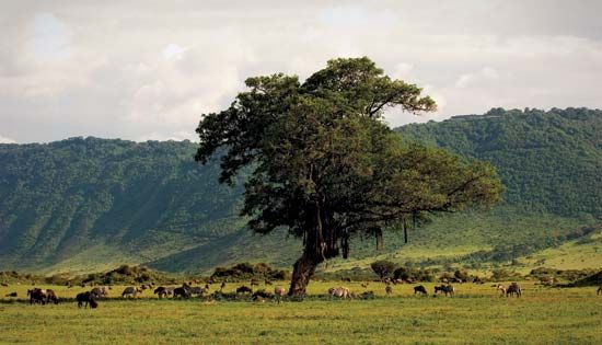 Wildlife in the Ngorongoro Crater, northern Tanzania.