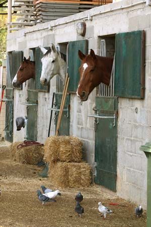 horse stable