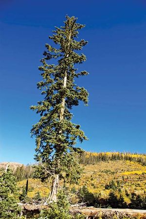 Engelmann spruce