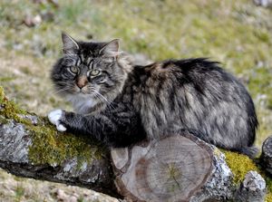 Norwegian Forest Cat