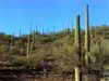 Behold Saguaro National Park plant life. such as the saguaro cactus, unique to the Sonoran Desert