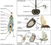 auditory mechanisms in insects