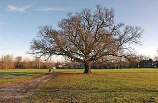 Cannon Hill Common