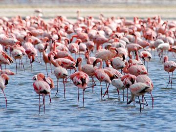 Flamingos on Lake Nakuru, Kenya, Africa.  (flamingo, flock, bird, birds, African birds)