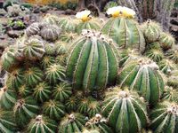 ball cactus