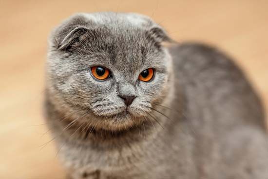 Scottish fold cat