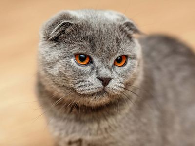 Scottish fold cat