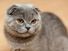 Scottish fold cat. A genetic mutation caused (in the original cat-1961) the ears to bend forward and down.