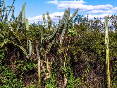 thorn forest