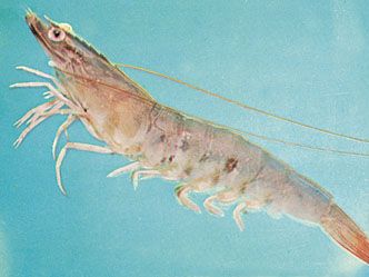 Peneus setiferus, an edible shrimp