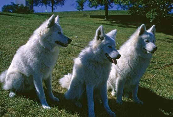 Samoyed dogs