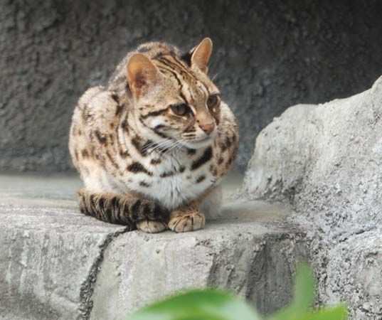 leopard cat