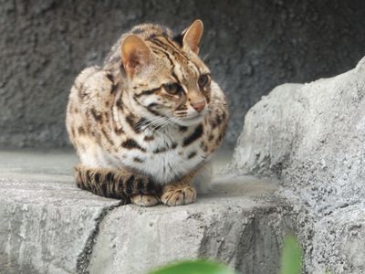 leopard cat