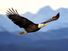 Bald eagle in flight.