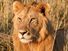 lion. Young male lion in the Maasai Mara National Reserve Narok County, Kenya.