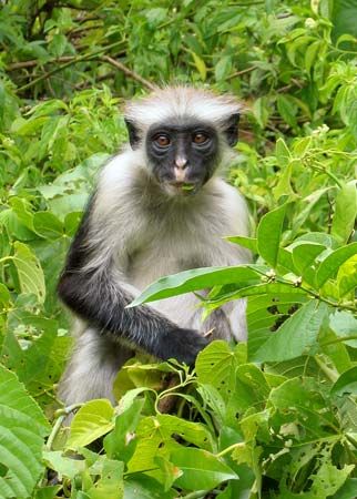 Zanzibar red colobus monkey