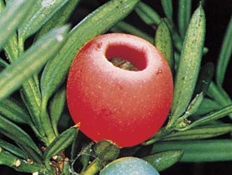 The yew's fleshy red fruits attract birds.