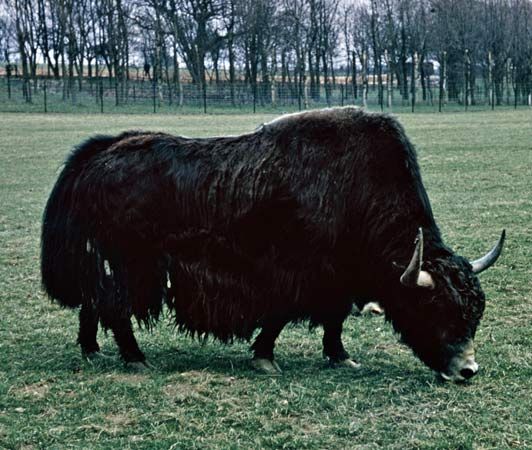 Yak (Bos grunniens).