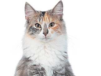 Norwegian Forest Cat