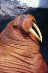 In the walrus (Odobenus rosmarus), both males and females have tusks.