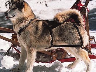 Alaskan Malamute