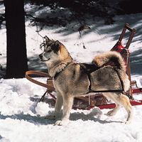 Alaskan Malamute