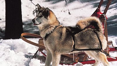 Alaskan Malamute