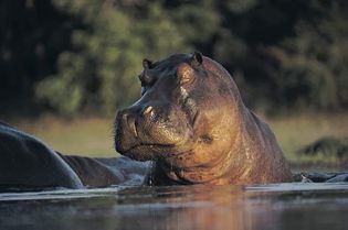 hippopotamus