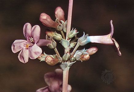 Beard tongue (Penstemon)